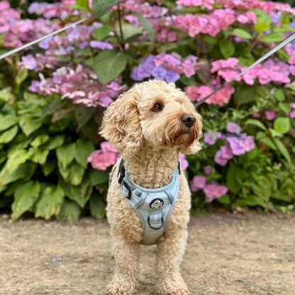 Rugged Rover™ Harness - Pastel Blue - The Bark Market
