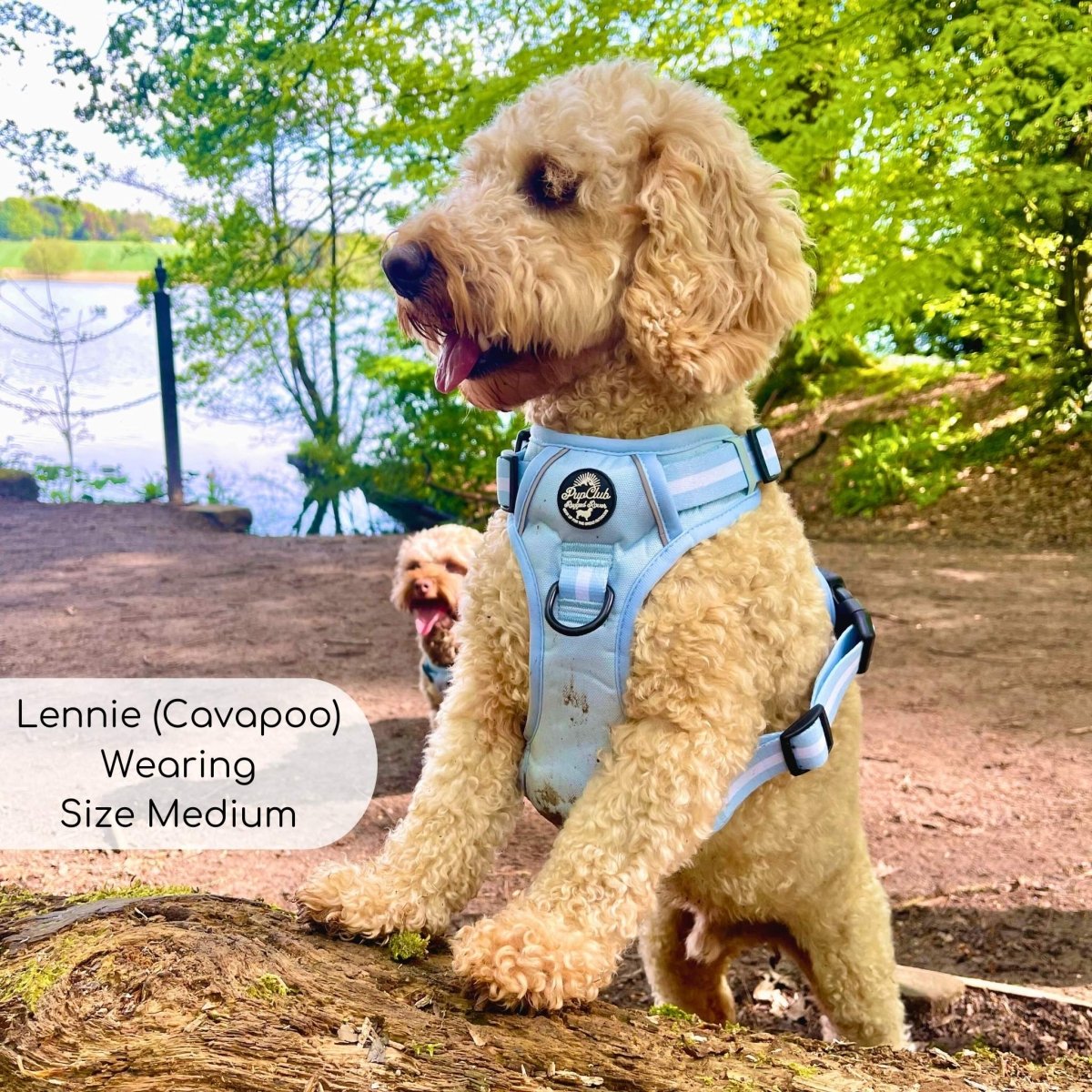 Rugged Rover™ Harness - Pastel Blue - The Bark Market