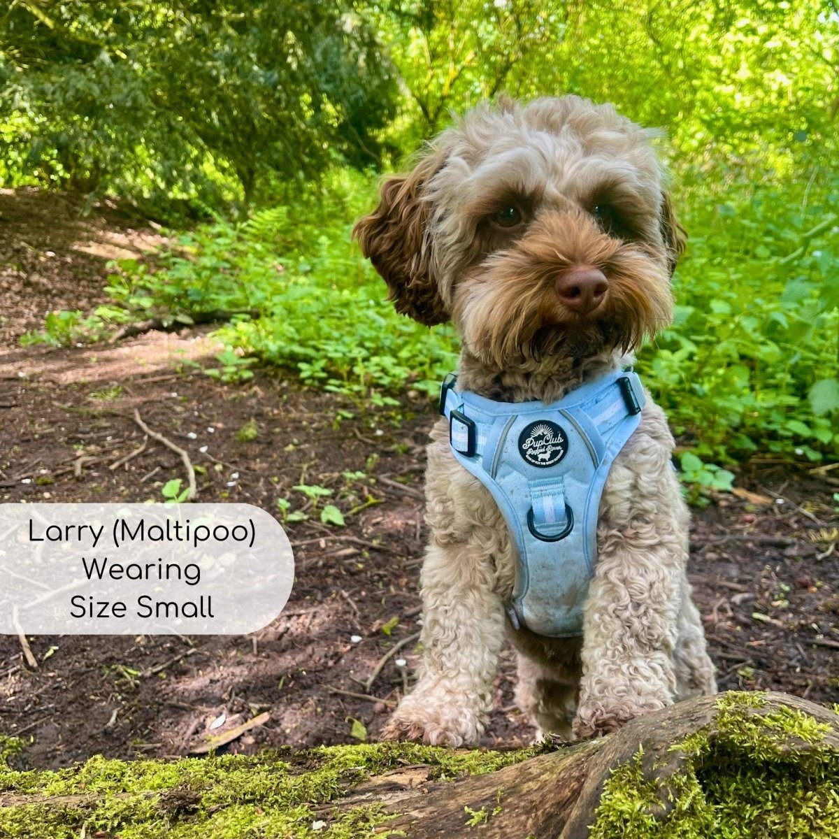 Rugged Rover™ Harness - Pastel Blue - The Bark Market