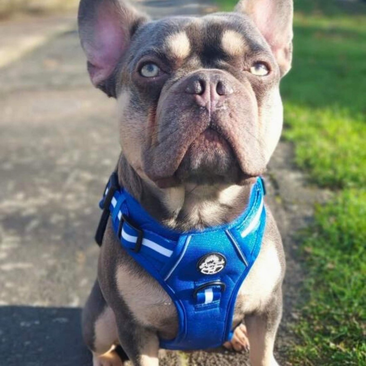 Rugged Rover™ Harness - Royal Blue - The Bark Market