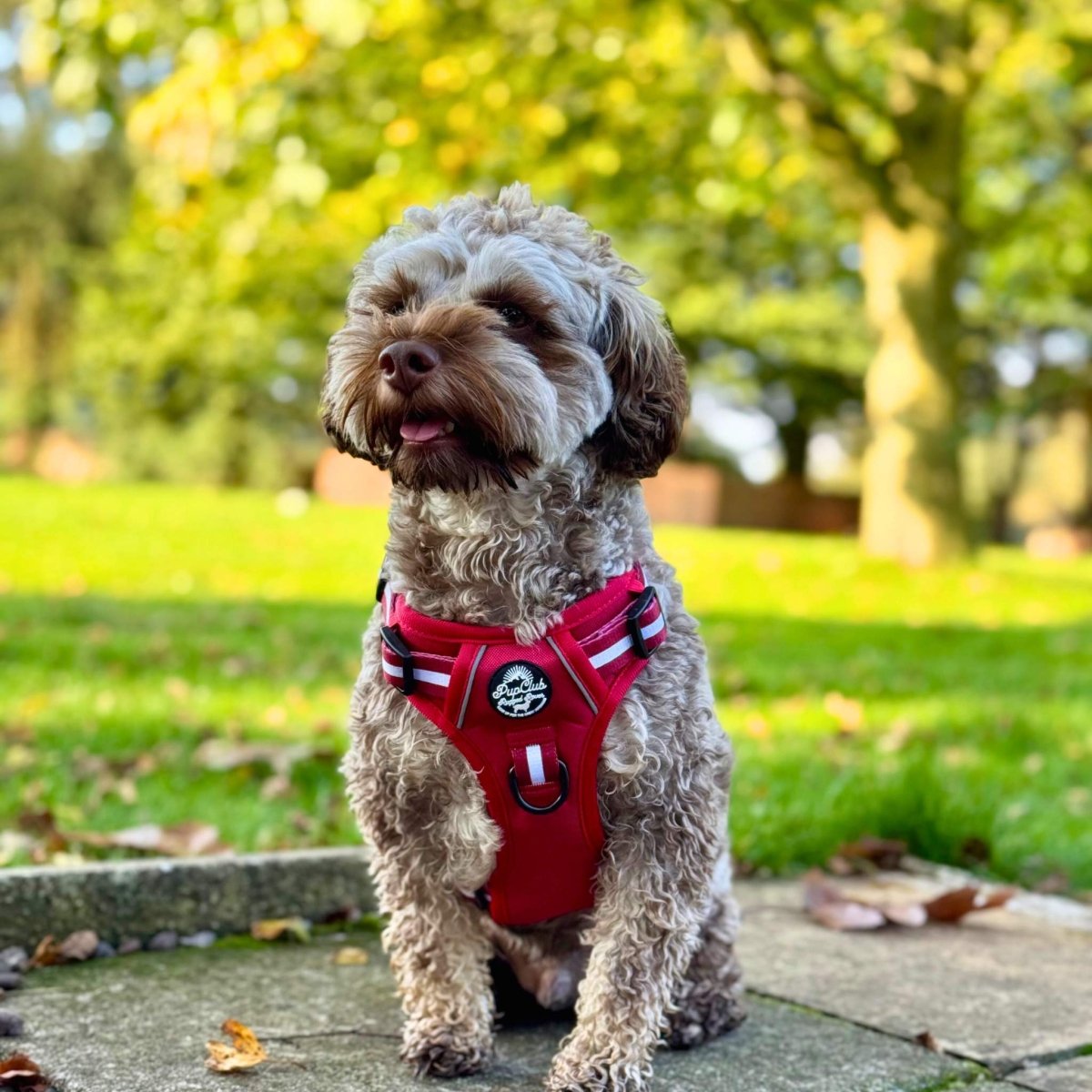Rugged Rover™ Harness - Berry Red - The Bark Market
