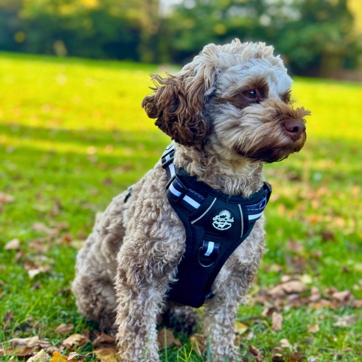 Rugged Rover™ Harness - Midnight Black - The Bark Market