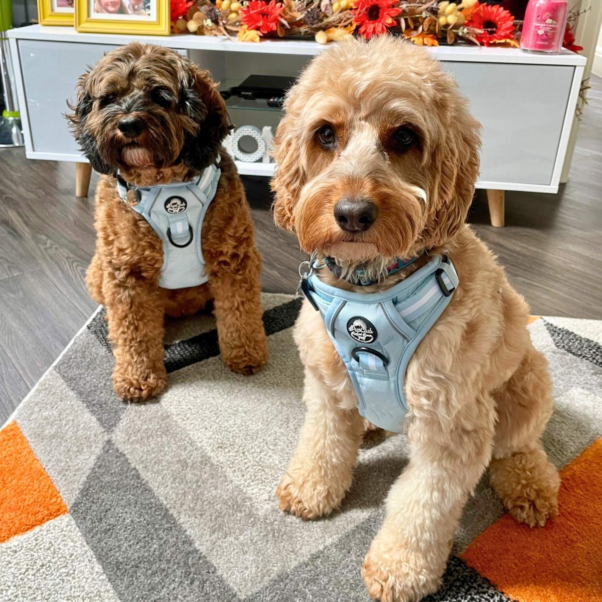 Rugged Rover™ Harness - Pastel Blue - The Bark Market