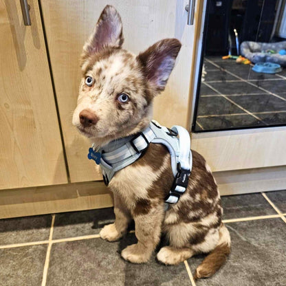 Rugged Rover™ Harness - Pastel Blue - The Bark Market