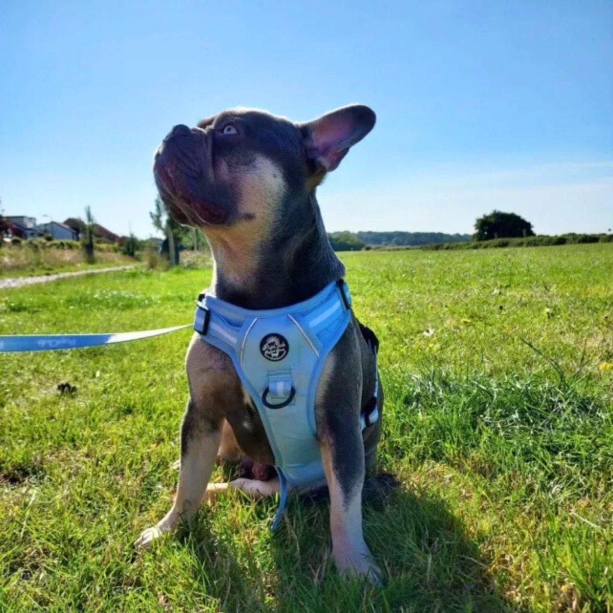 Rugged Rover™ Harness - Pastel Blue - The Bark Market