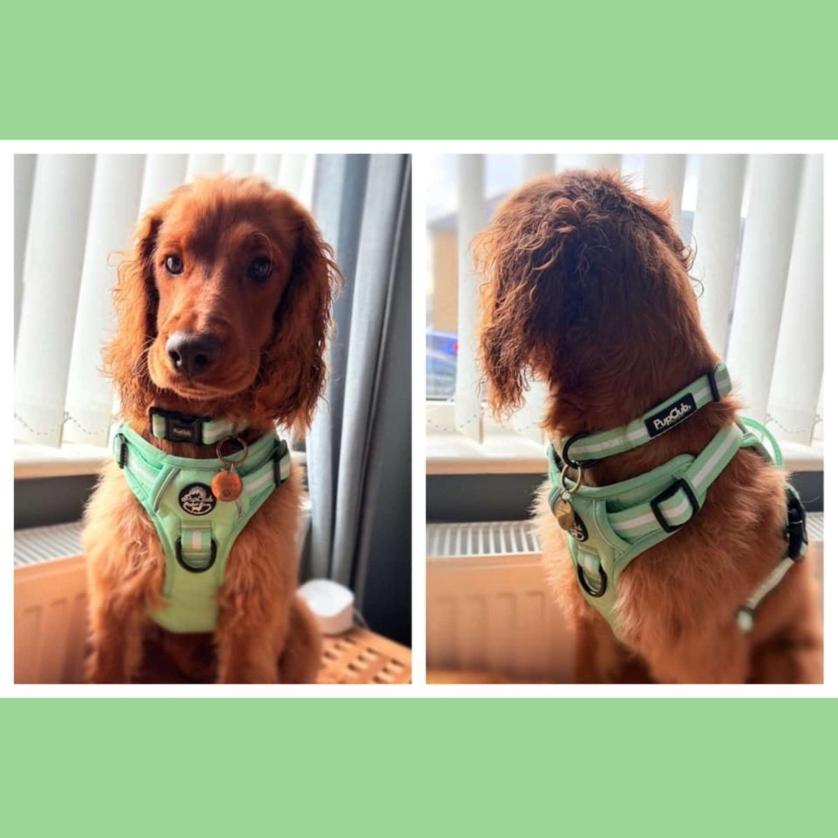 Rugged Rover™ Harness - Pastel Mint Green - The Bark Market