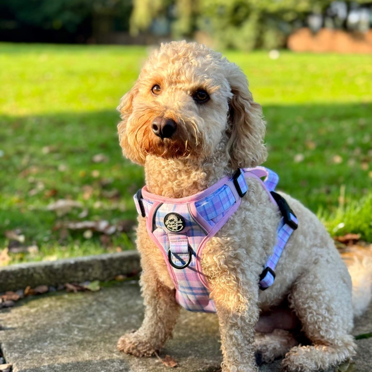 Rugged Rover™ Harness - Pink Tartan - The Bark Market