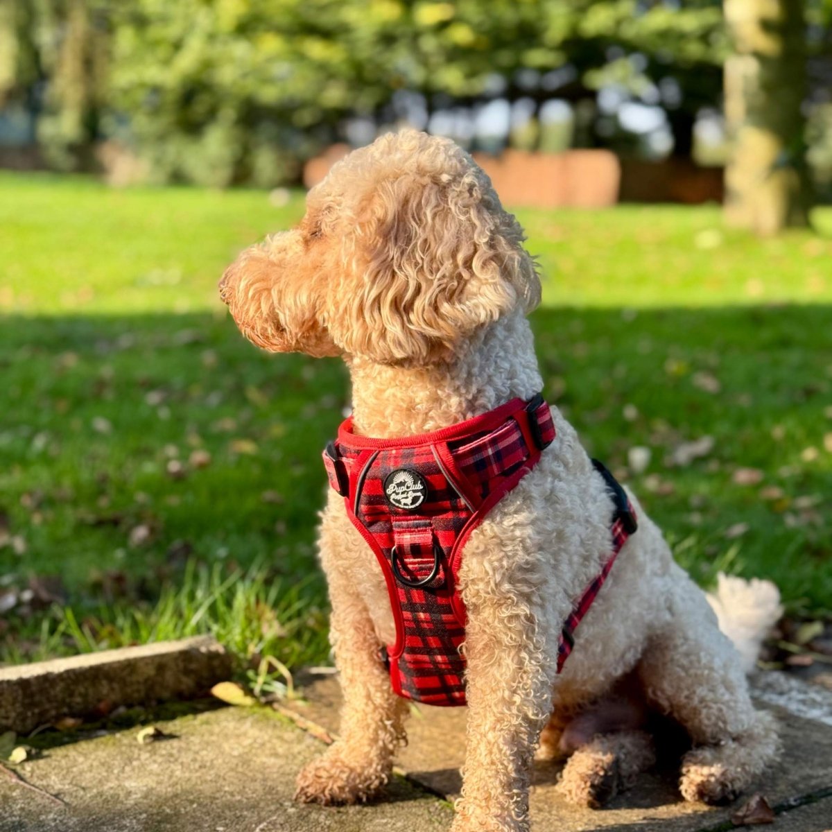 Rugged Rover™ Harness - Red Tartan - The Bark Market