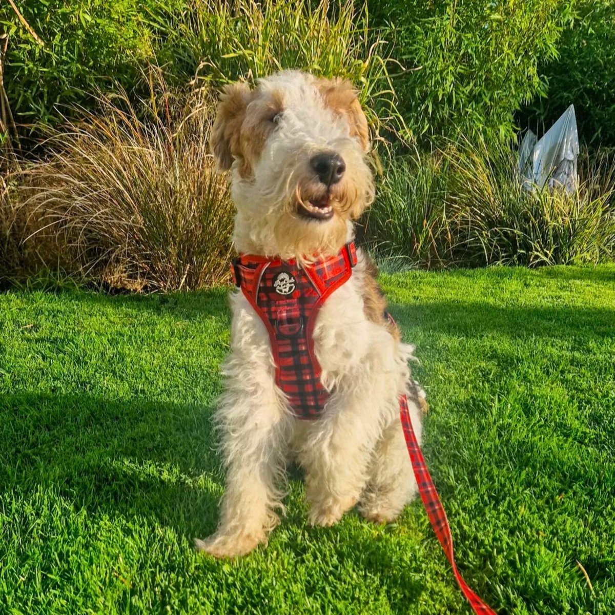 Rugged Rover™ Harness - Red Tartan - The Bark Market
