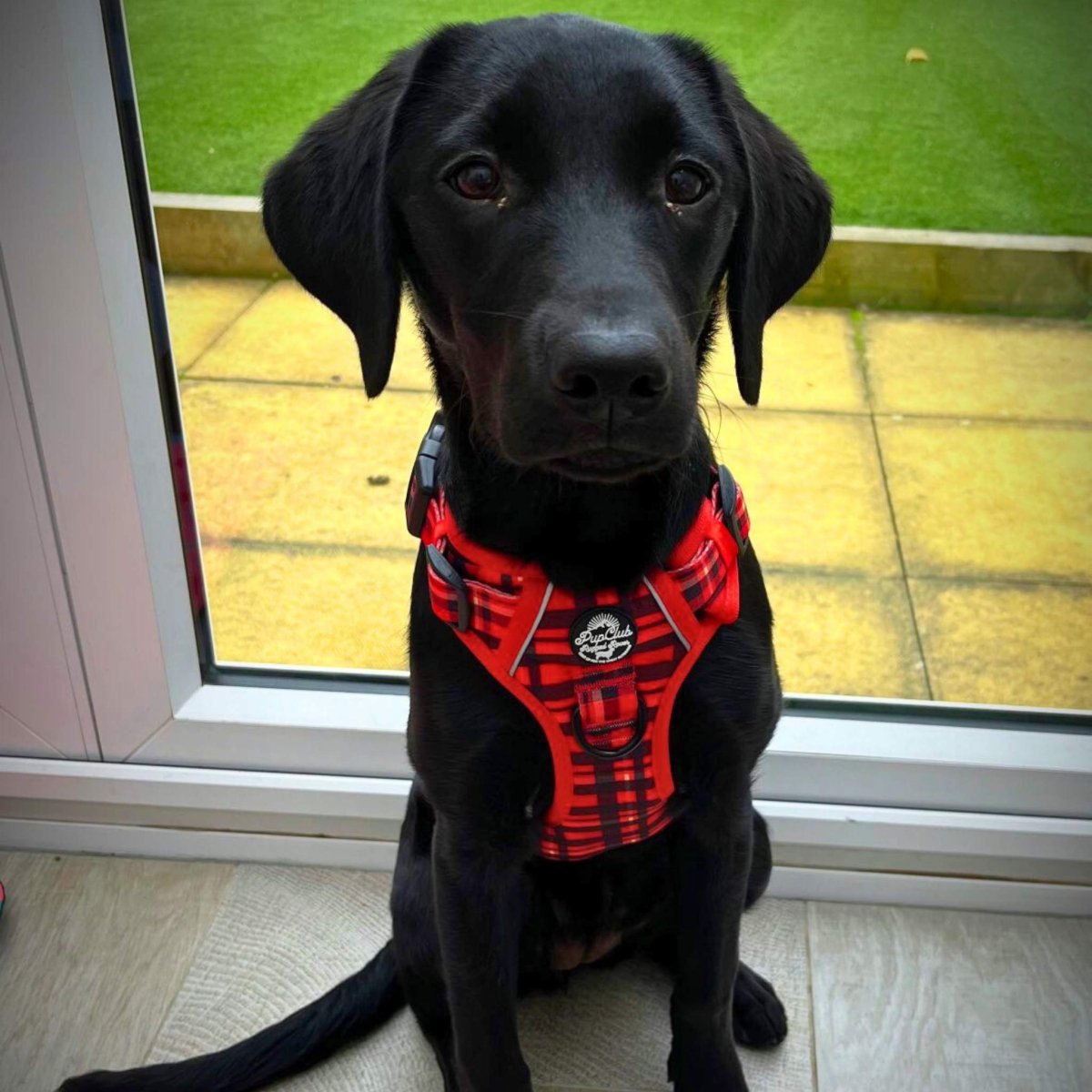Rugged Rover™ Harness - Red Tartan - The Bark Market