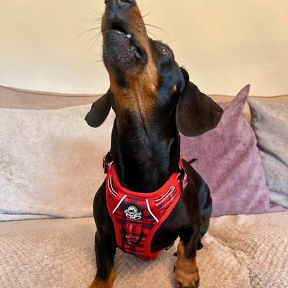 Rugged Rover™ Harness - Red Tartan - The Bark Market