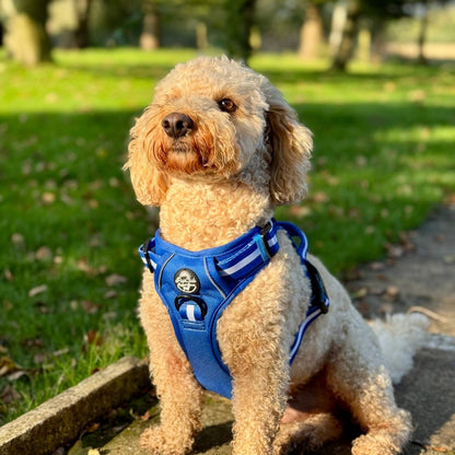 Rugged Rover™ Harness - Royal Blue - The Bark Market