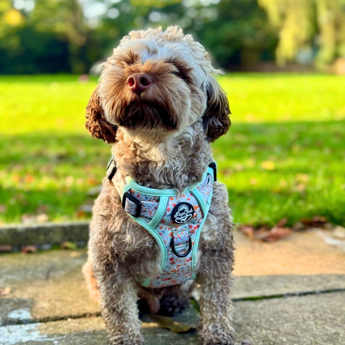 Rugged Rover™ Harness - Woodland Friends - The Bark Market