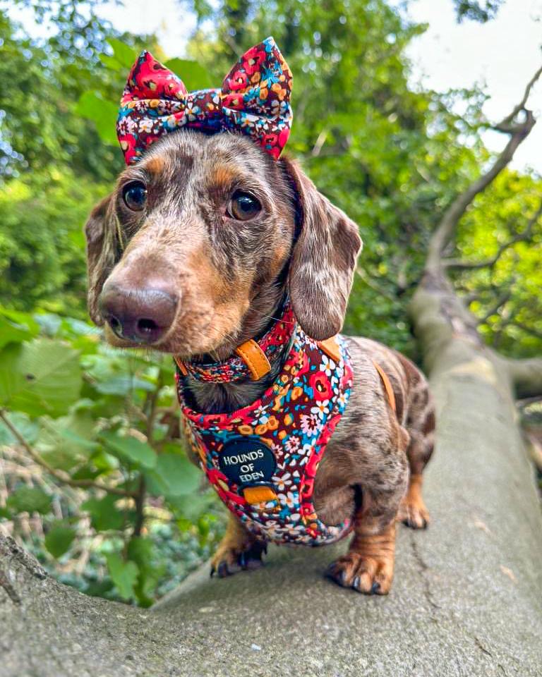 Retro BloomDesign Dog Bow Tie - The Bark Market
