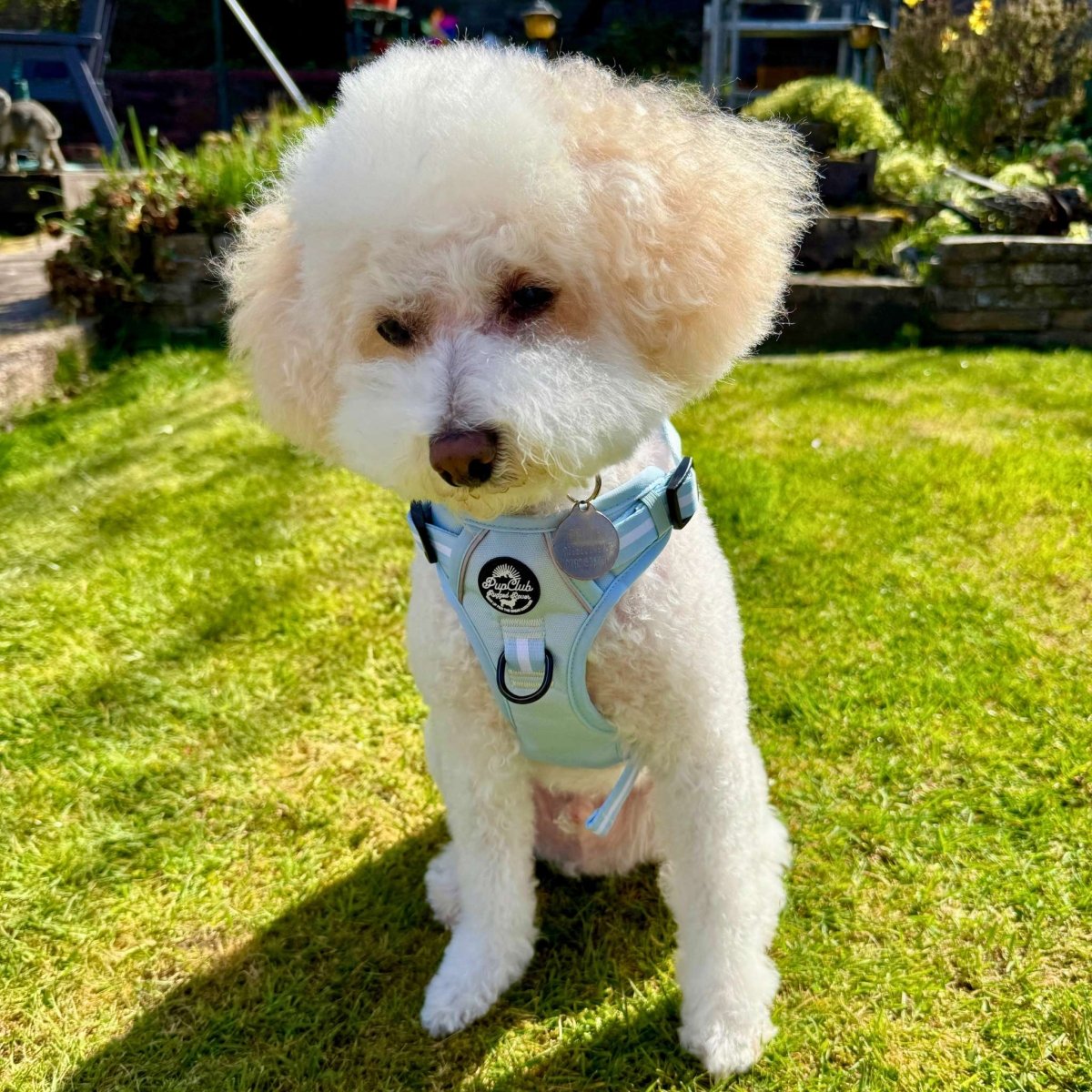 Rugged Rover™ Harness - Pastel Blue - The Bark Market