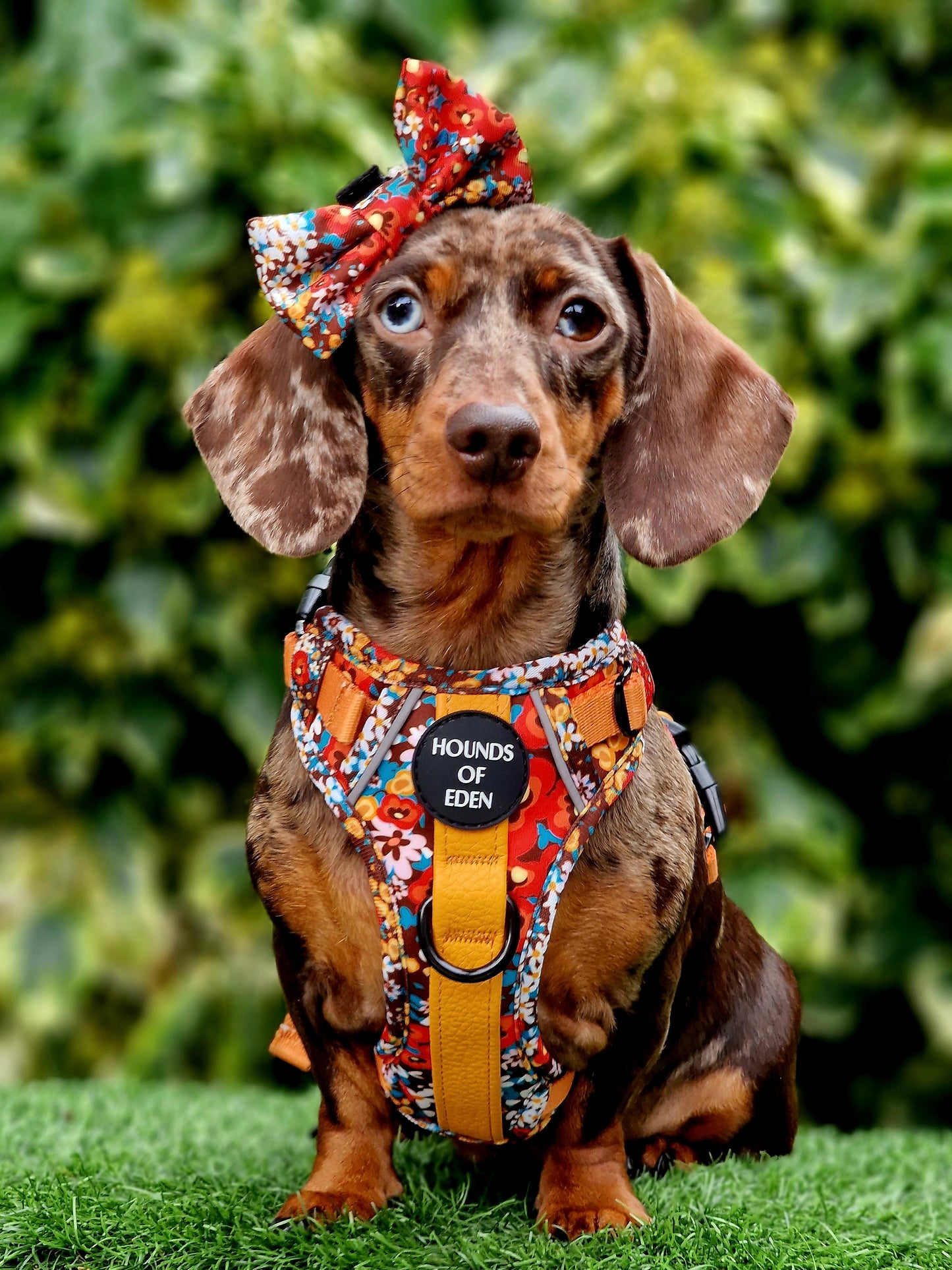 Retro Bloom Dog Supaw Strong Lite™ Harness (XS-XL) - The Bark Market