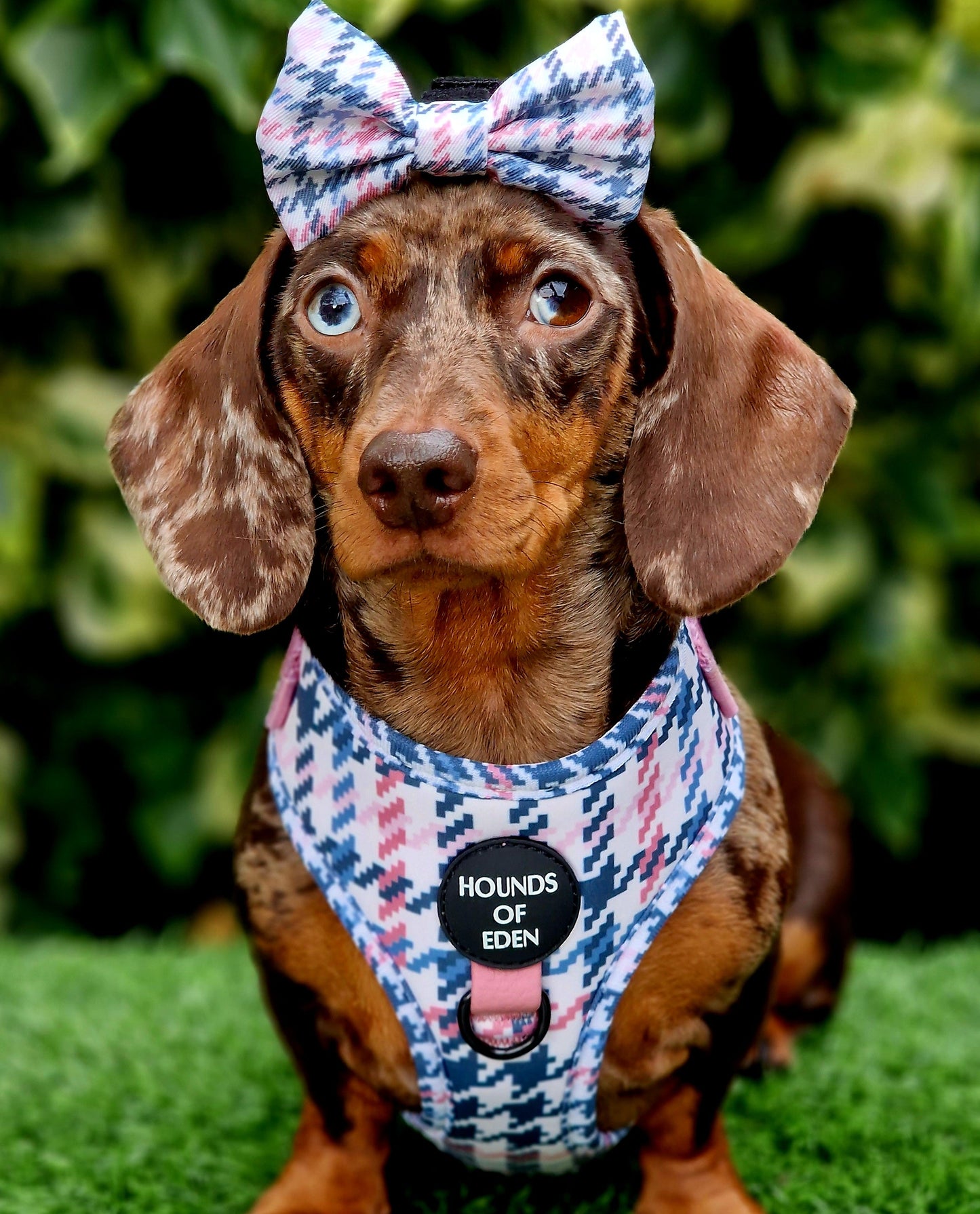 Pink Houndstooth Dog Harness (XXS-XS) - The Bark Market