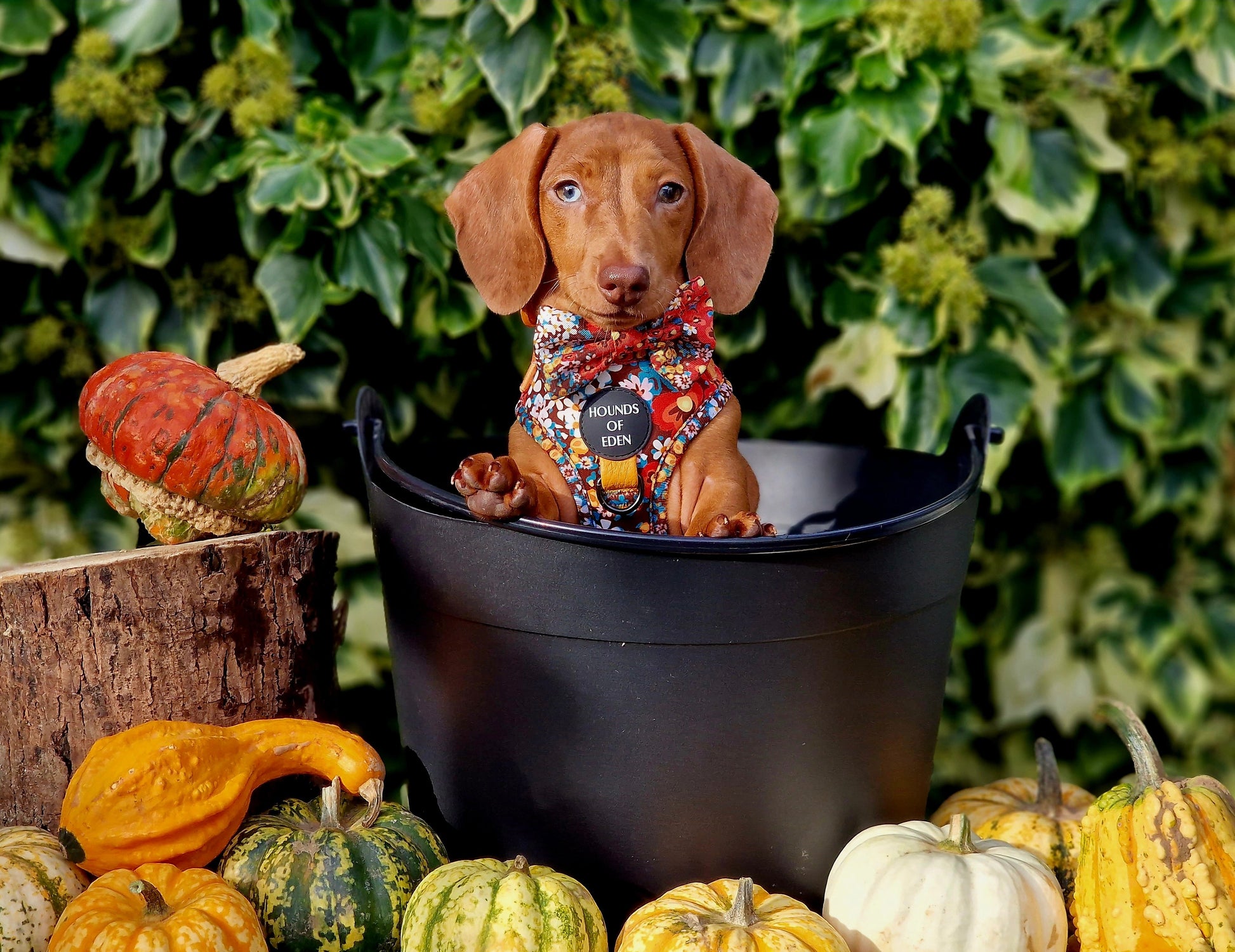 Retro Bloom Dog Harness (XXS & XS) - The Bark Market